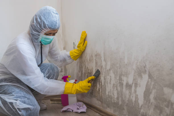 Best Residential Mold Removal  in West Des Moines, IA