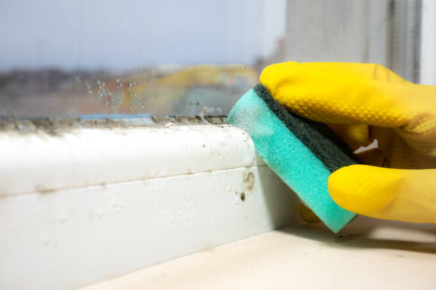 Best Office Mold Removal Services  in West Des Moines, IA