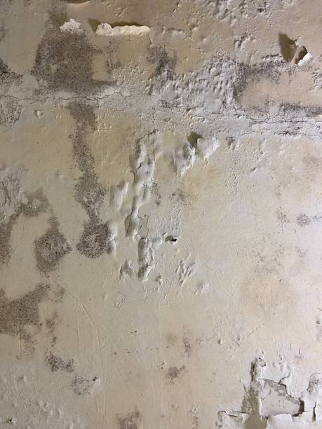 Best Emergency Mold Removal  in West Des Moines, IA
