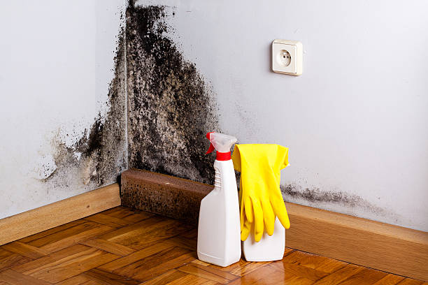 Best Best Mold Removal Companies  in West Des Moines, IA